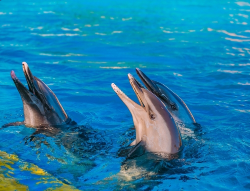 以爱之名，陪你到老，母亲节去哪玩？？？不夜城多重惊喜等你来！