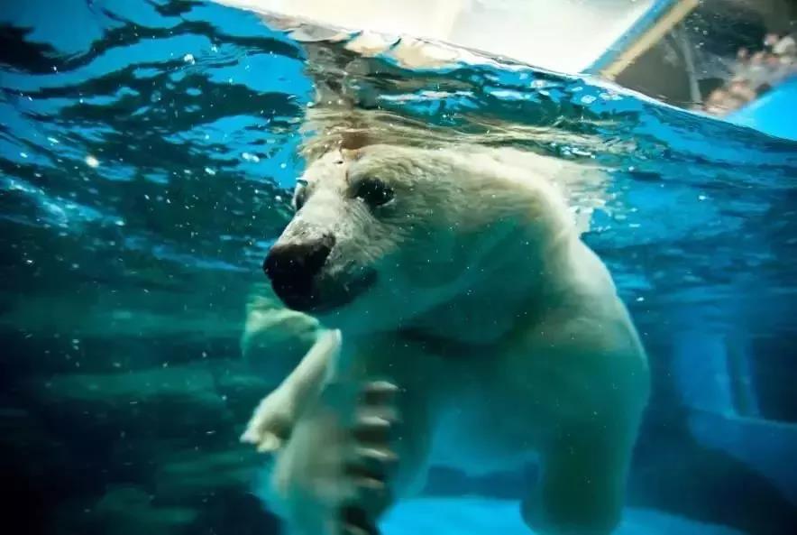 冰球突破-冰球电游豪华版_MG冰球游戏