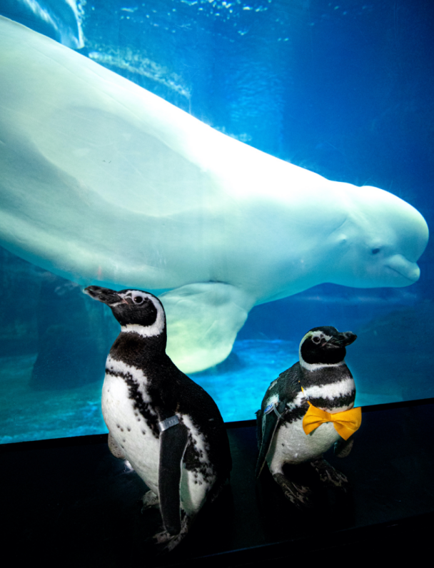 冰球突破-冰球电游豪华版_MG冰球游戏