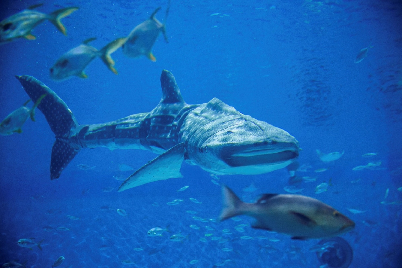 冰球突破-冰球电游豪华版_MG冰球游戏