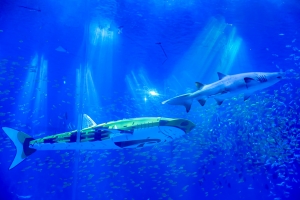 冰球突破-冰球电游豪华版_MG冰球游戏