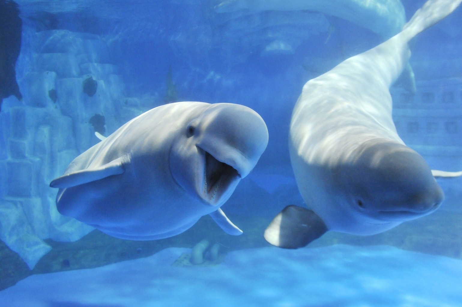 冰球突破-冰球电游豪华版_MG冰球游戏