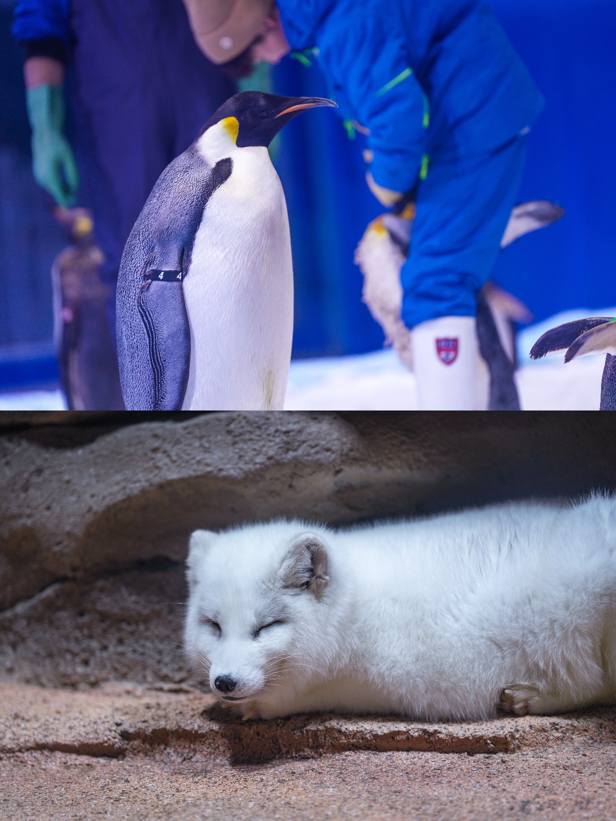 冰球突破-冰球电游豪华版_MG冰球游戏