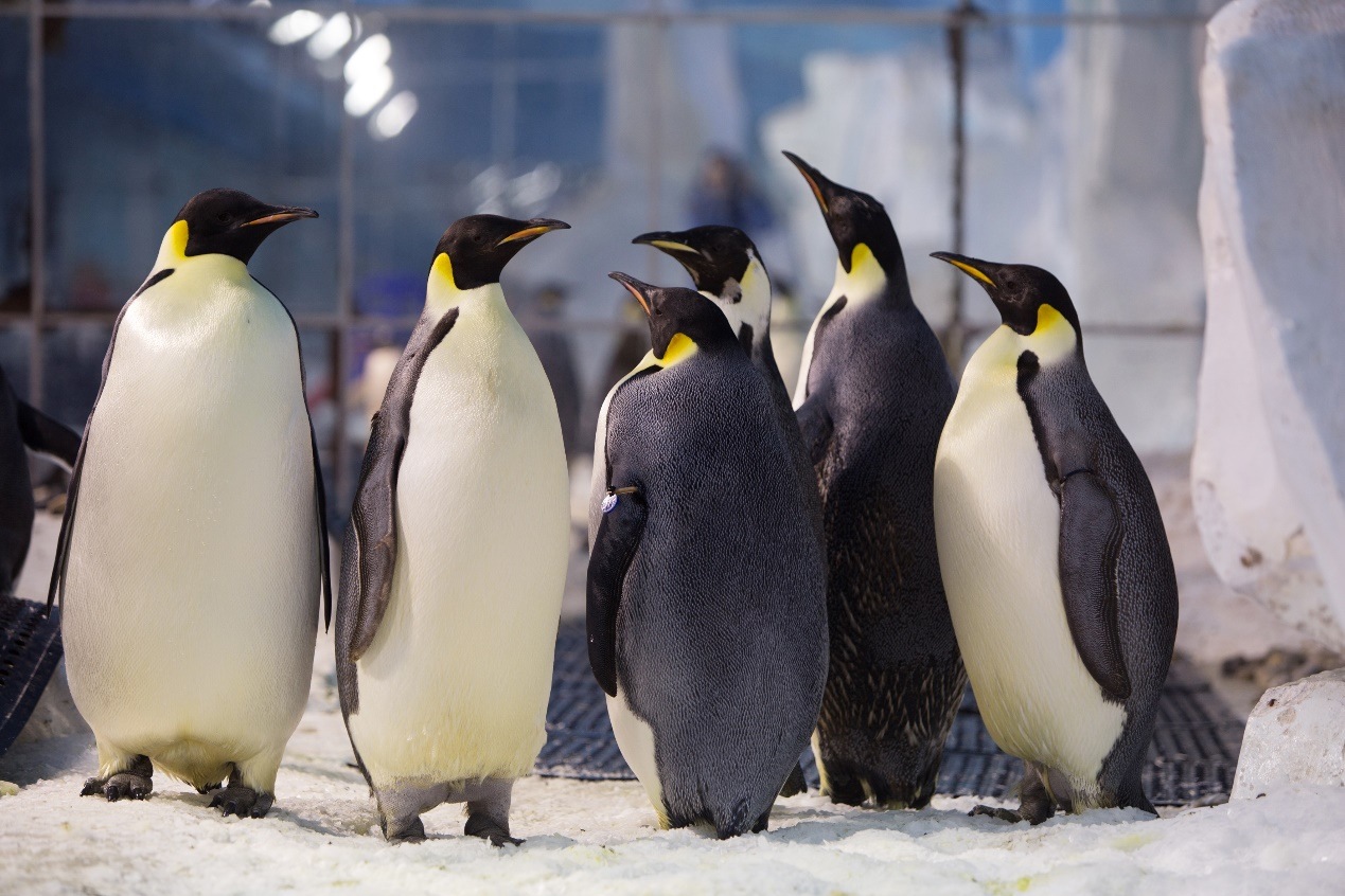 冰球突破-冰球电游豪华版_MG冰球游戏