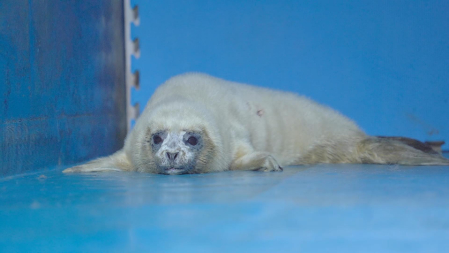 冰球突破-冰球电游豪华版_MG冰球游戏