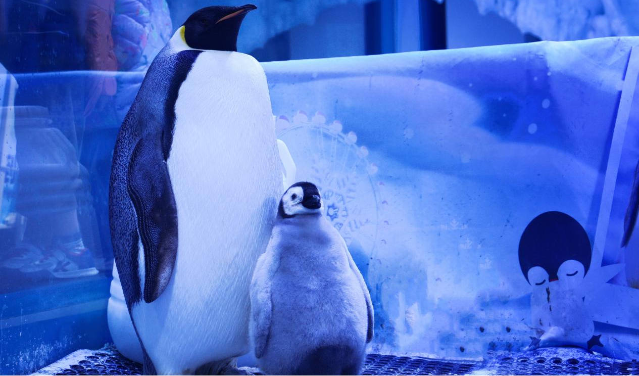 冰球突破-冰球电游豪华版_MG冰球游戏