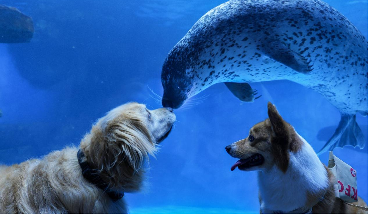 冰球突破-冰球电游豪华版_MG冰球游戏