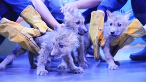 冰球突破-冰球电游豪华版_MG冰球游戏