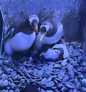 冰球突破-冰球电游豪华版_MG冰球游戏