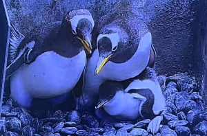 冰球突破-冰球电游豪华版_MG冰球游戏