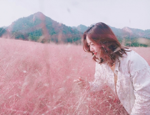 粉”上烟台!家门口也有网红粉黛啦，，今年秋天在这里盛开…