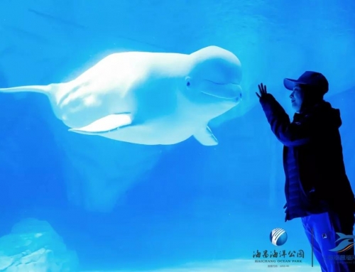 萌翻！！！鲸鲨海洋公园迎来绿海龟宝宝降生啦~