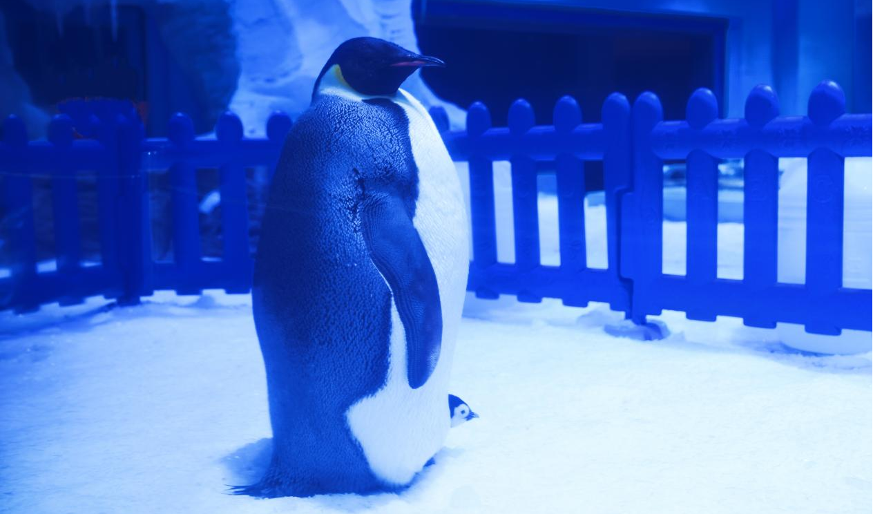 冰球突破-冰球电游豪华版_MG冰球游戏