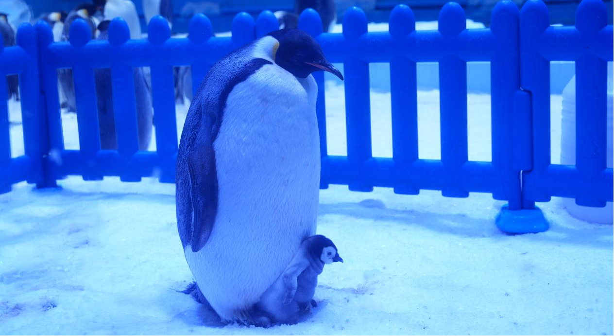 冰球突破-冰球电游豪华版_MG冰球游戏