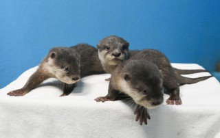 冰球突破-冰球电游豪华版_MG冰球游戏