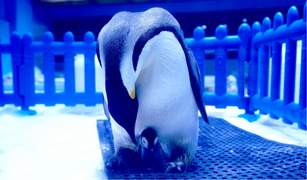 冰球突破-冰球电游豪华版_MG冰球游戏