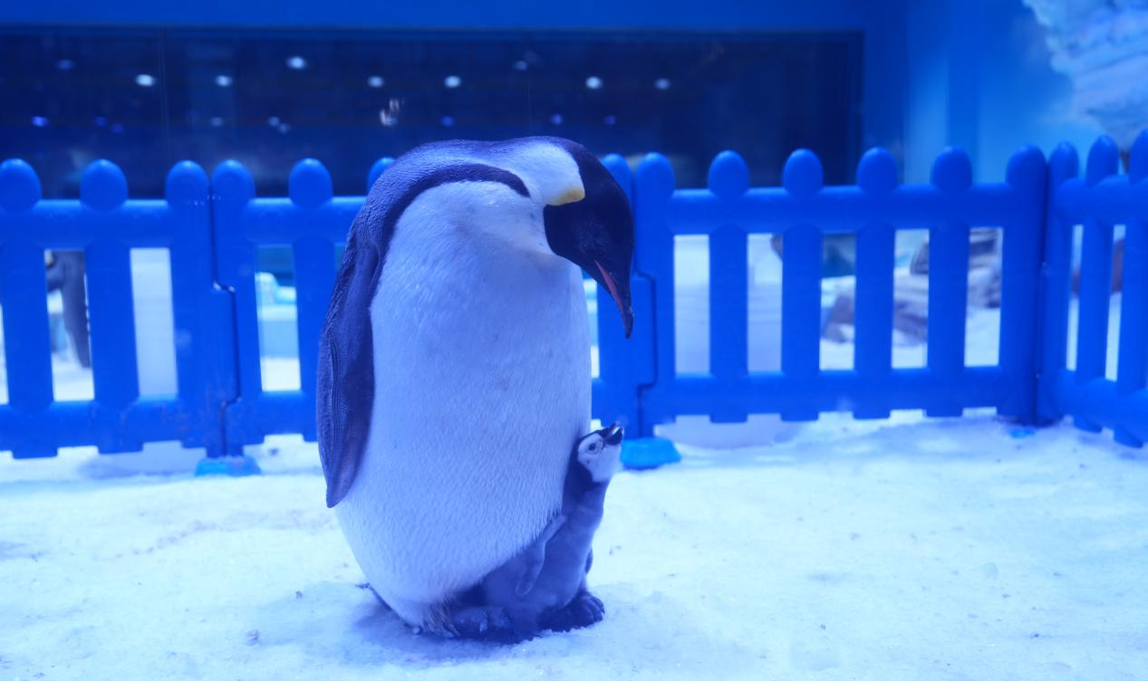 冰球突破-冰球电游豪华版_MG冰球游戏