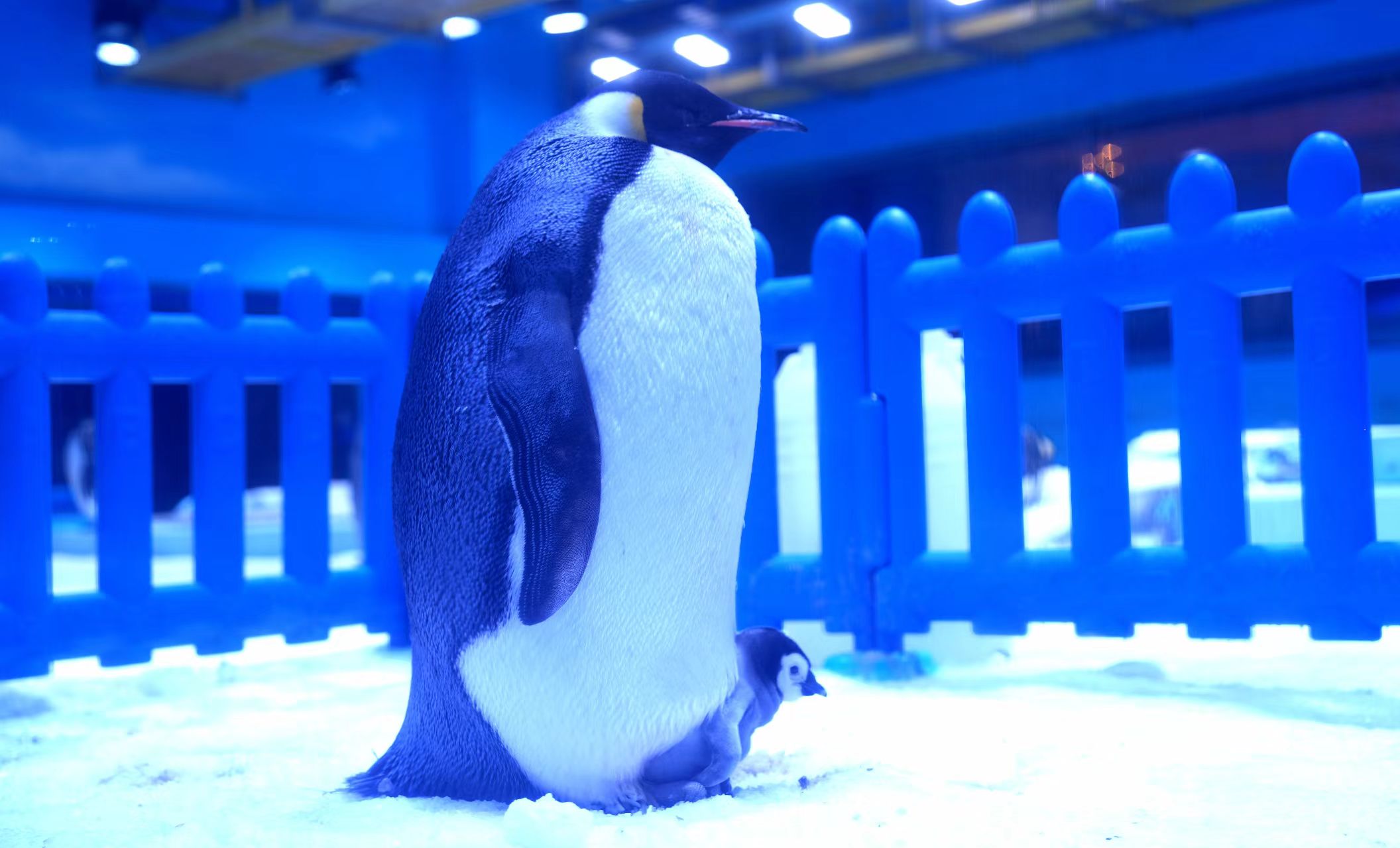 冰球突破-冰球电游豪华版_MG冰球游戏