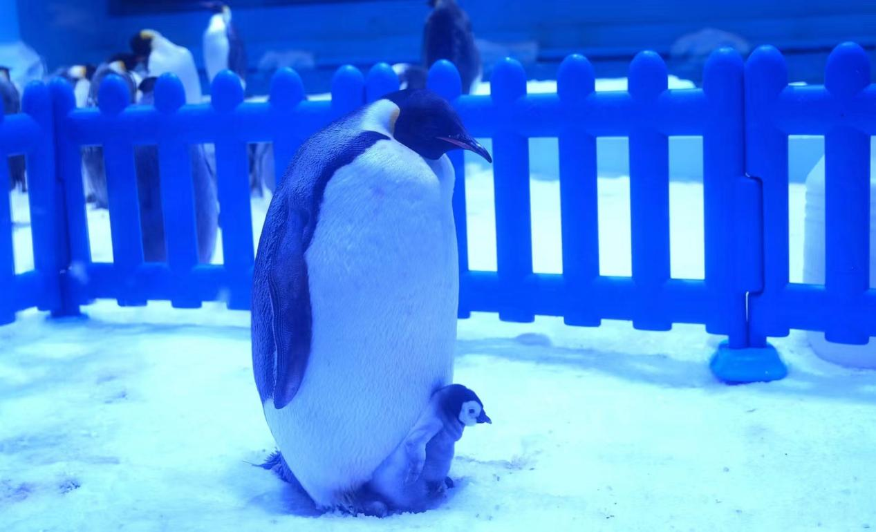 冰球突破-冰球电游豪华版_MG冰球游戏