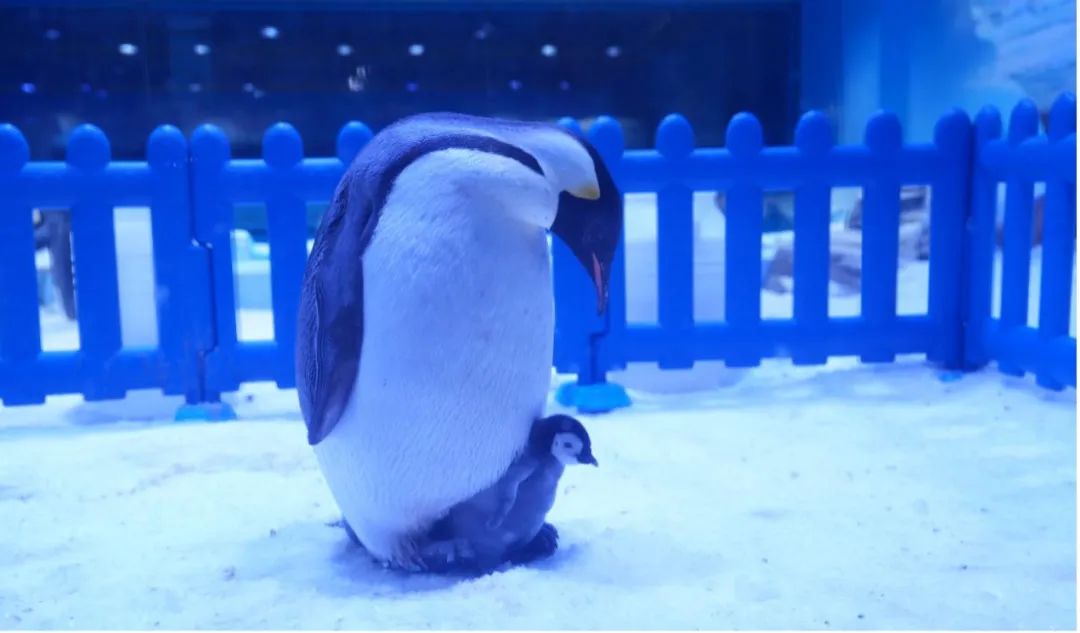 冰球突破-冰球电游豪华版_MG冰球游戏