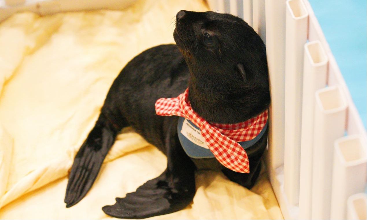 冰球突破-冰球电游豪华版_MG冰球游戏