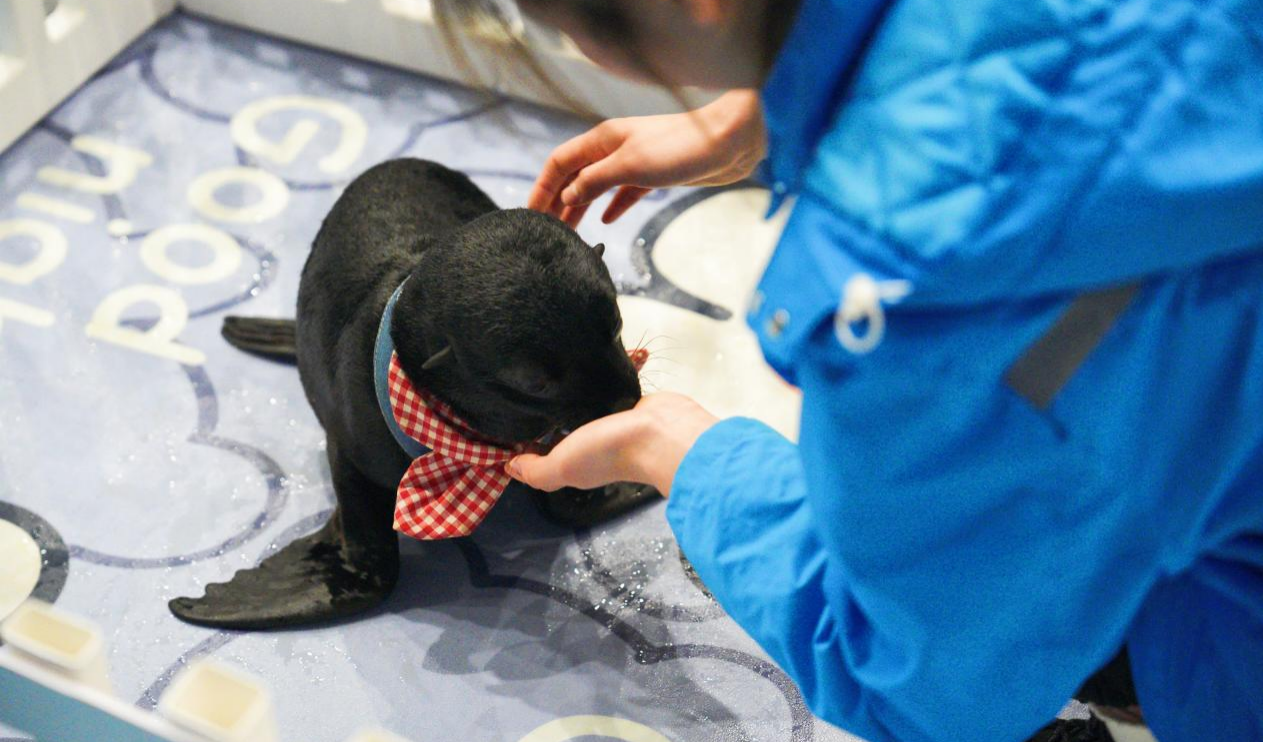 冰球突破-冰球电游豪华版_MG冰球游戏