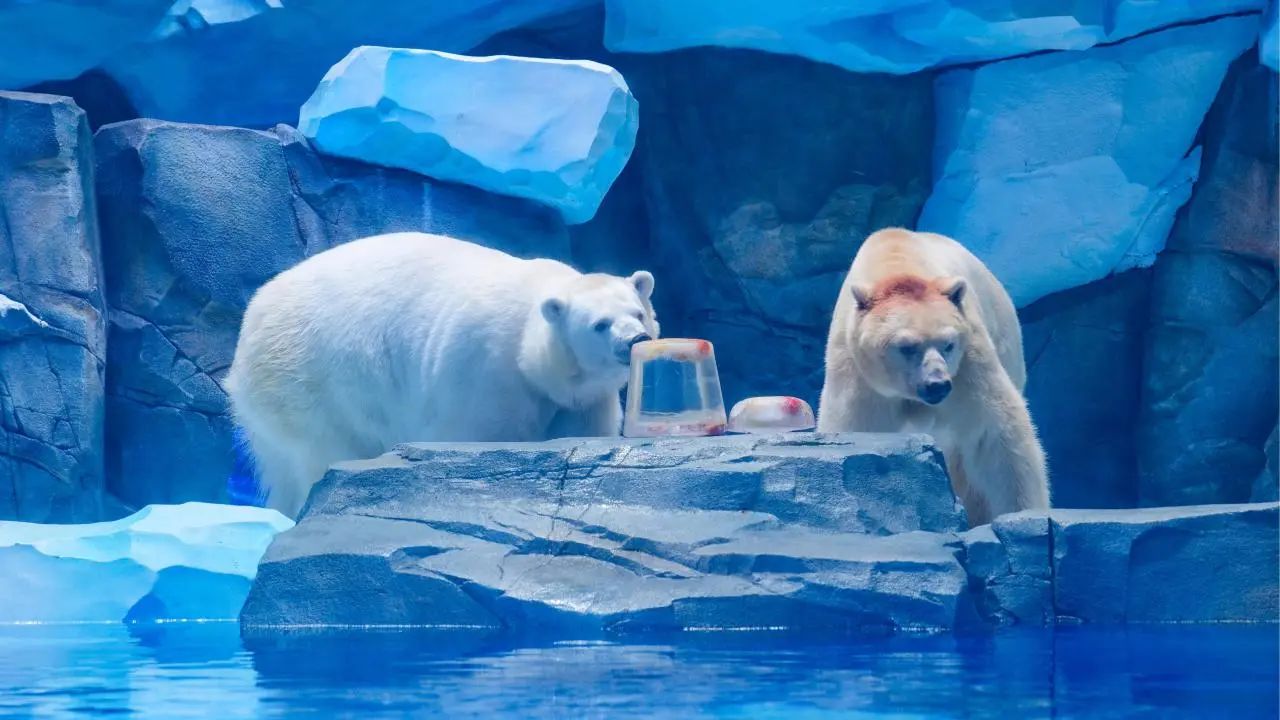 冰球突破-冰球电游豪华版_MG冰球游戏