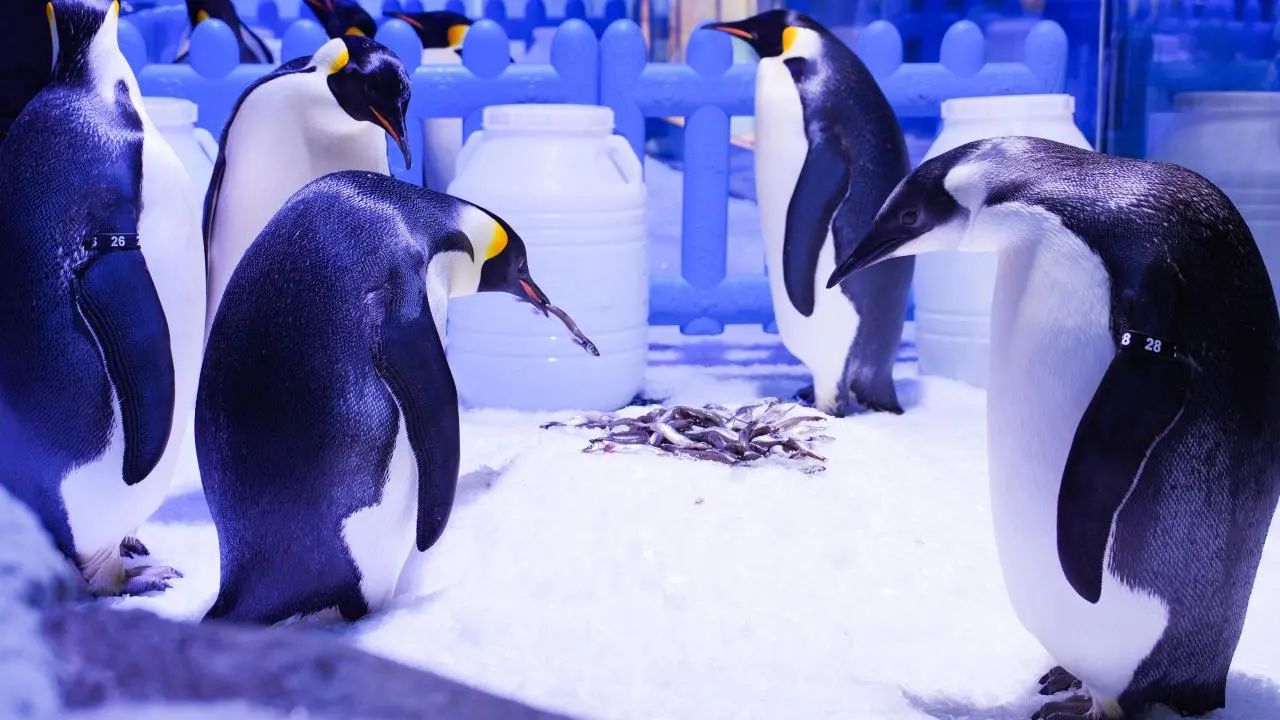 冰球突破-冰球电游豪华版_MG冰球游戏