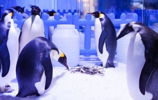 冰球突破-冰球电游豪华版_MG冰球游戏