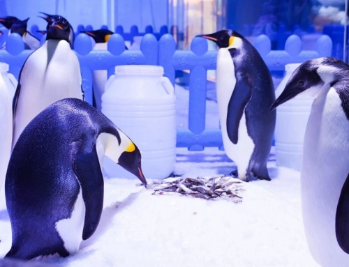 海洋纳凉“妙招”频出，，郑州冰球突破海洋公园花式避暑打造清凉胜地