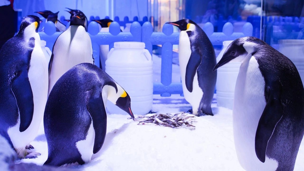 冰球突破-冰球电游豪华版_MG冰球游戏