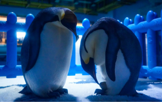 冰球突破-冰球电游豪华版_MG冰球游戏