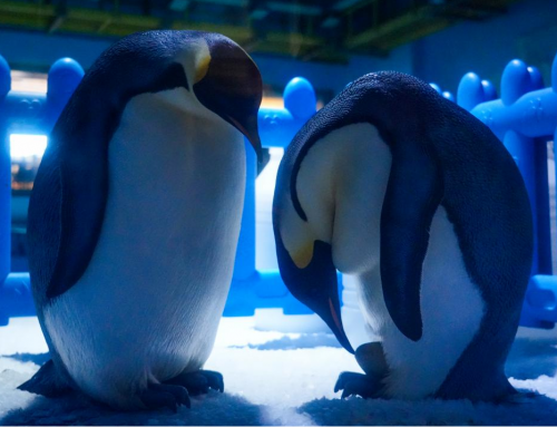 帝企鹅建军节产蛋迎新生！郑州冰球突破海洋公园进入萌宝“蛋”生倒计时