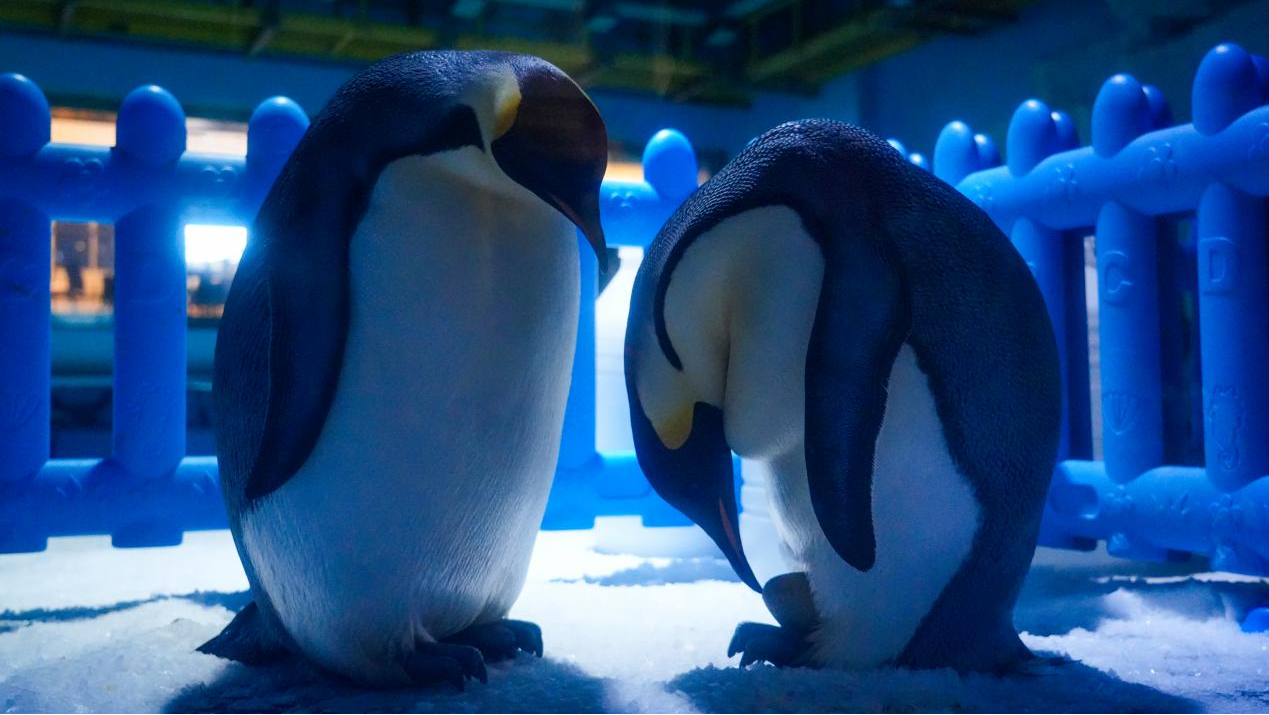 冰球突破-冰球电游豪华版_MG冰球游戏