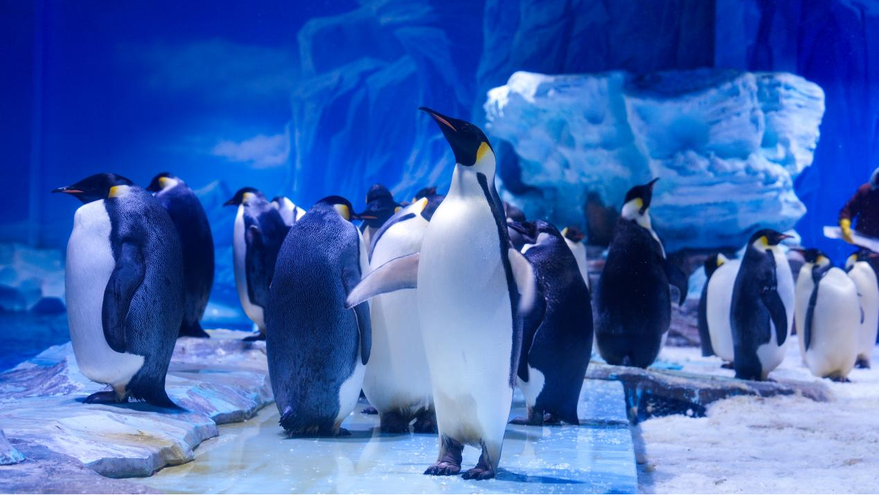 冰球突破-冰球电游豪华版_MG冰球游戏