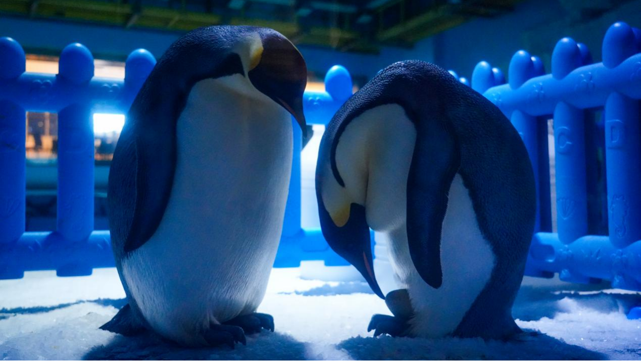 冰球突破-冰球电游豪华版_MG冰球游戏