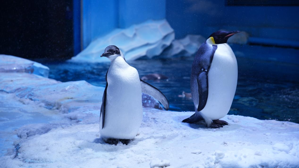 冰球突破-冰球电游豪华版_MG冰球游戏