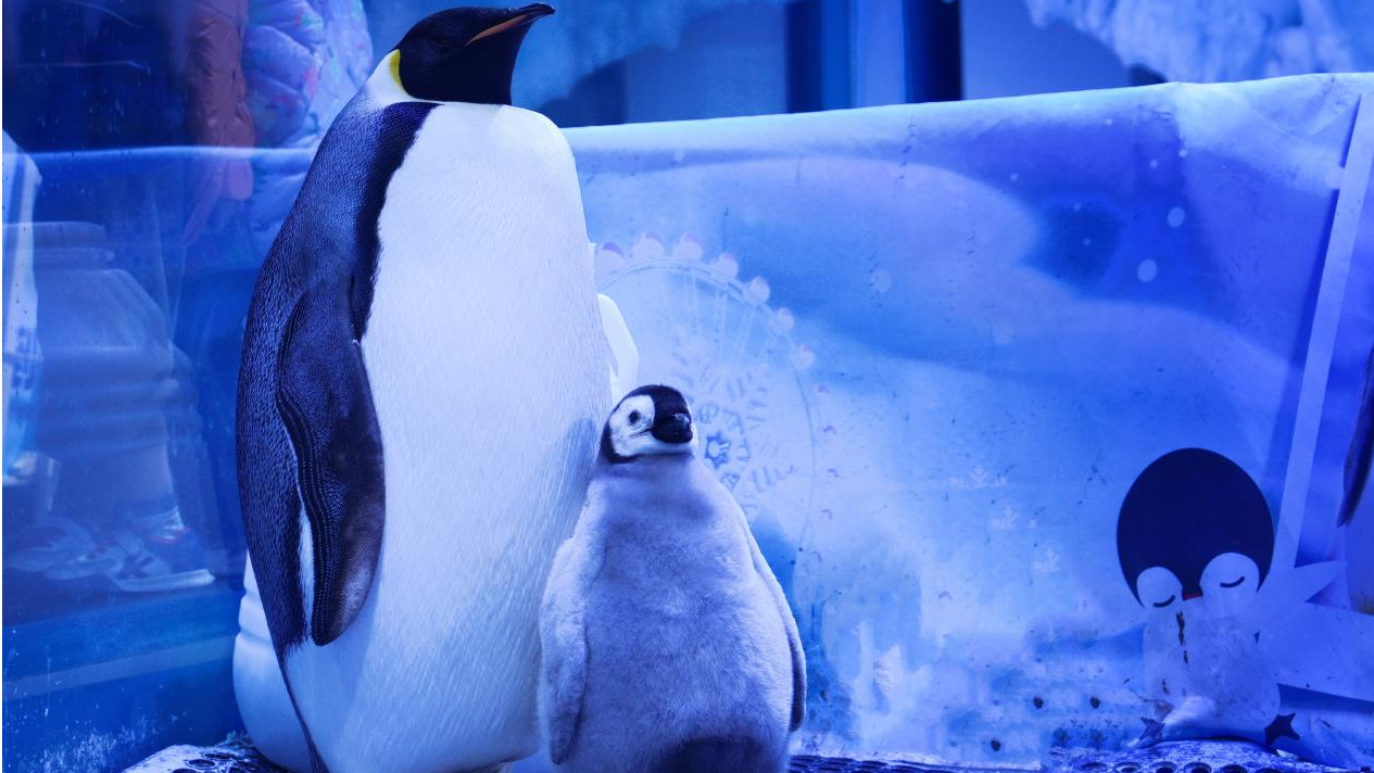 冰球突破-冰球电游豪华版_MG冰球游戏