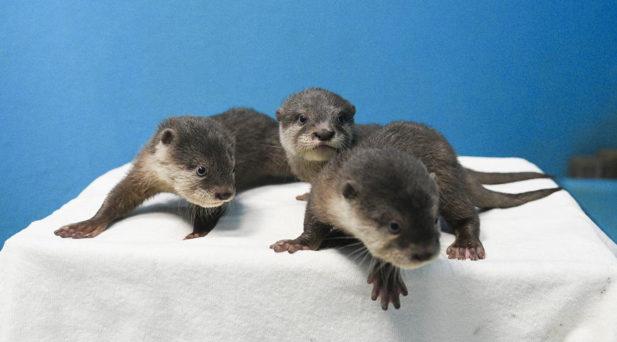 冰球突破-冰球电游豪华版_MG冰球游戏