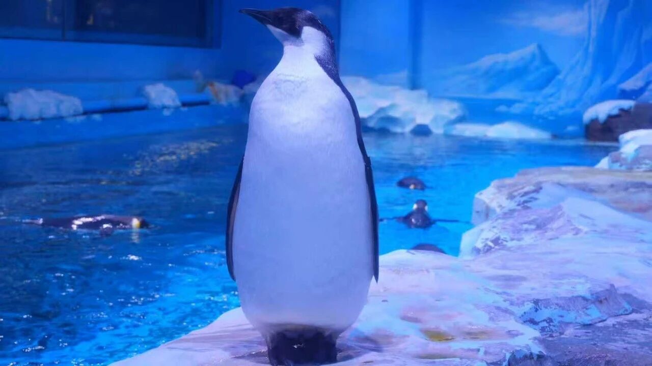 冰球突破-冰球电游豪华版_MG冰球游戏