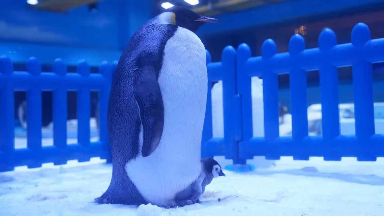 冰球突破-冰球电游豪华版_MG冰球游戏