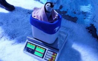 冰球突破-冰球电游豪华版_MG冰球游戏