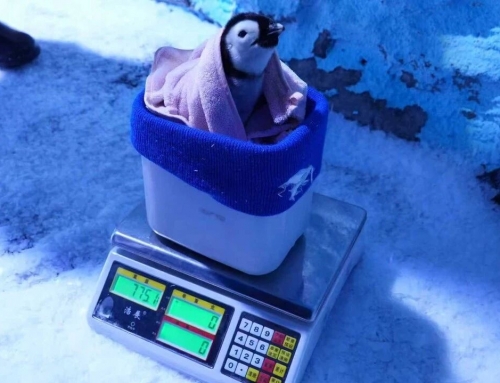 帝企鹅匹俦喜迎“二胎”！！ 郑州冰球突破海洋公园乐成繁育的中原第二只帝企鹅宝宝迎来满月