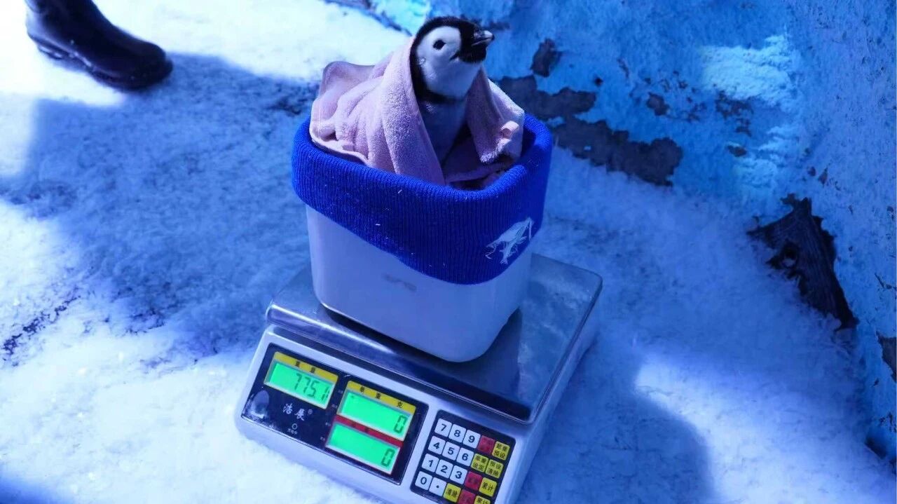 冰球突破-冰球电游豪华版_MG冰球游戏